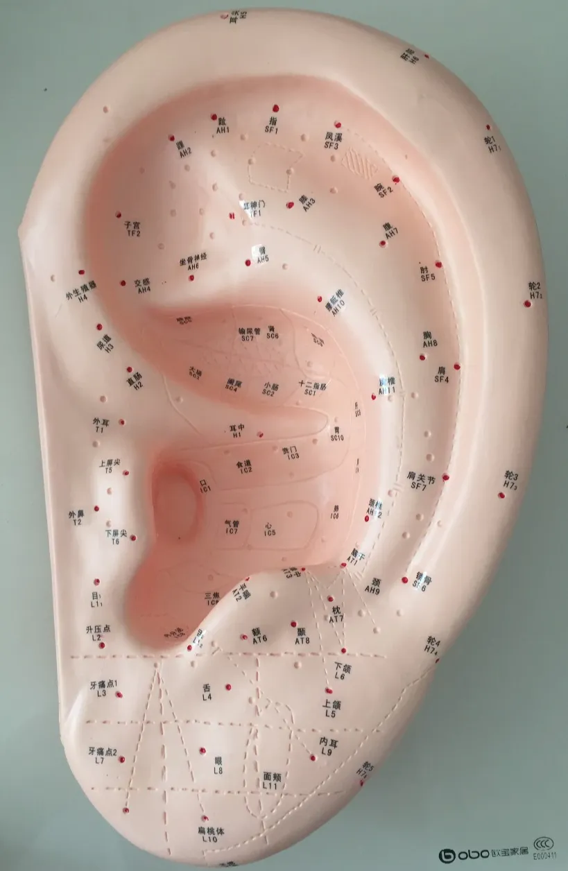 Auriculoterapia aplicada